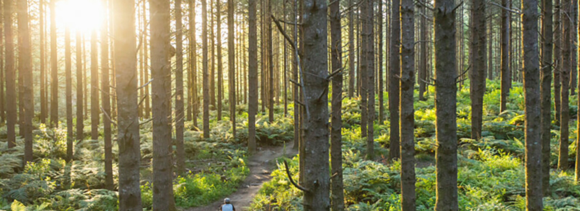 The page teaser landscape