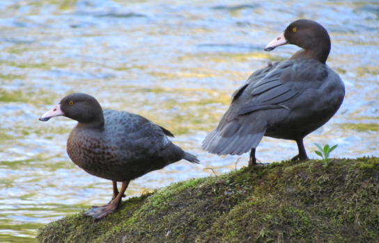 Pest control at Pohokura has led to increased survival rates of whio (blue duck) juveniles. Whio are Threatened-Nationally Vulnerable species.