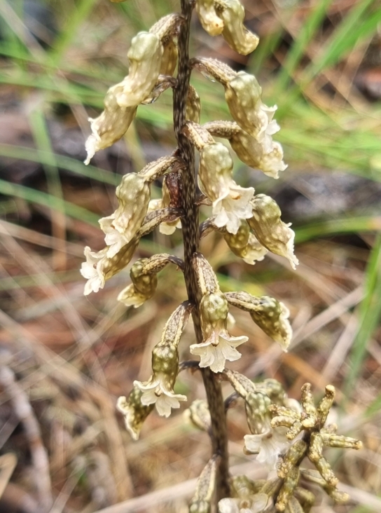 A flowering stem of Gastrodia cooperae captured in December 2024.
