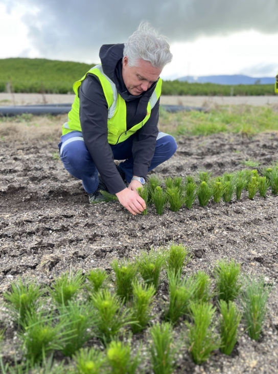 Chief executive Ryan Cavanagh helped set the first cuttings from our mother stock plants.